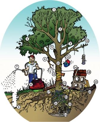 24 Ways to Unintentionally Kill a Tree