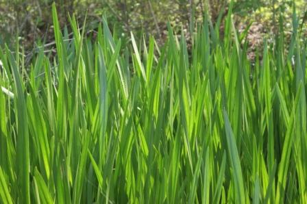 7 Steps to a Better Lawn