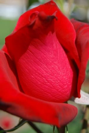 Adding Hours to Your Flowers