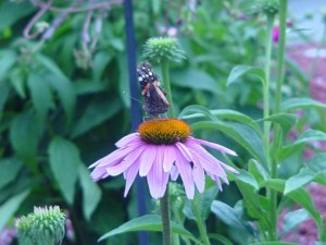 Attracting Butterflies