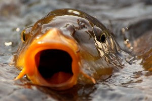 Autumn Feeding of Your Koi