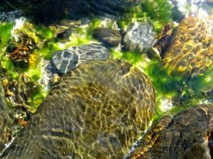 Controlling Algae Growth in a Pond