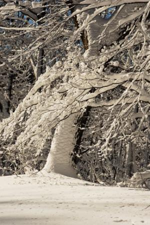December Garden Calendar