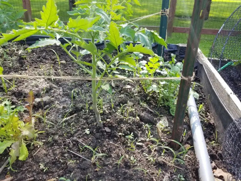 Florida Weave Trellis