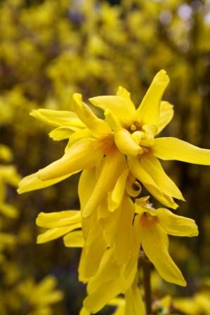 Forcing Branches for Winter Color