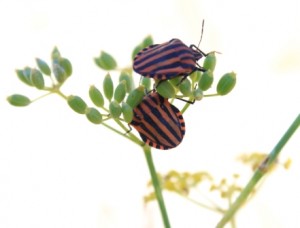 GreenScaping Part 4: Adopt a Holistic Approach to Pest