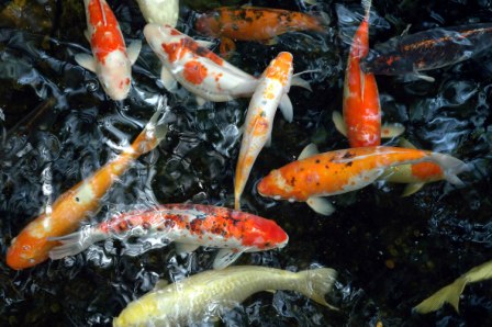 Koi 101
