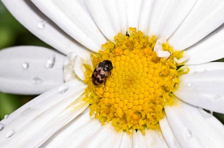March Garden Calendar