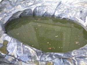 My Pond Mistake