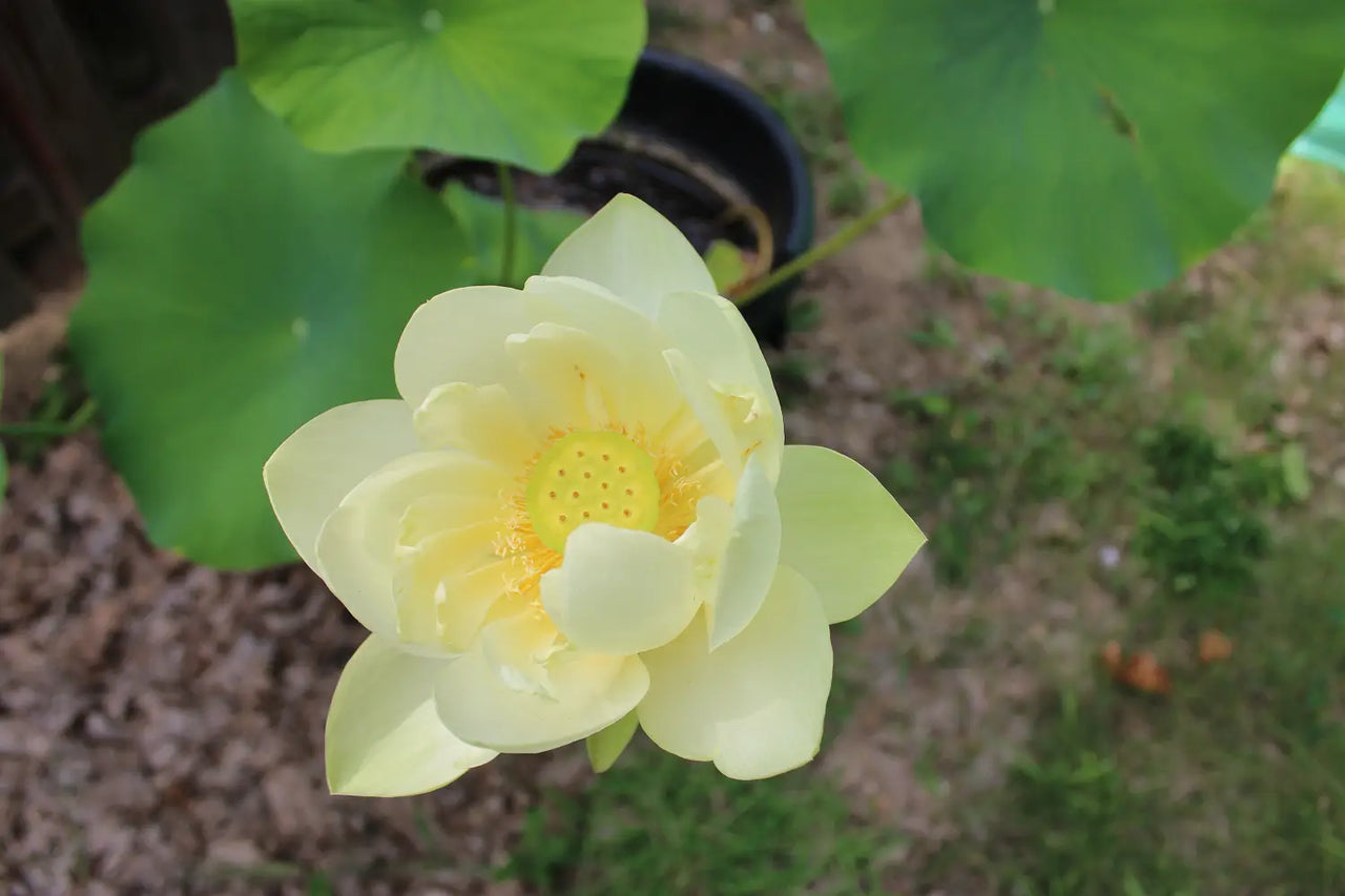 Nelumbo nucifera ’Perry’s Giant Sunburst’