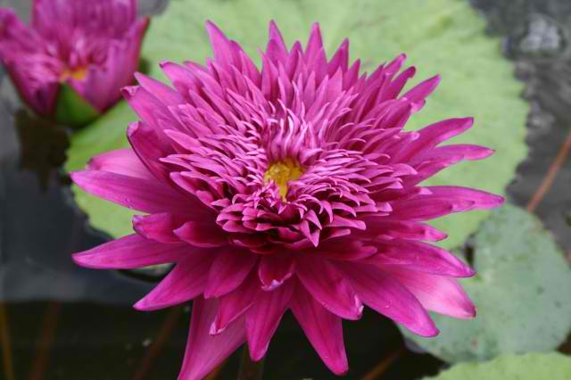 Nymphaea ’Scarlet Flame’ Named 2012 Collector’s