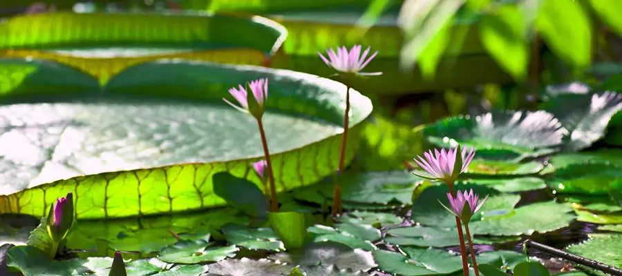 Preparing Your Pond for Spring