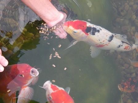 Seasonal Fish Food Is There a Difference?