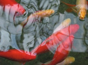 The Components of Our Fish Pond