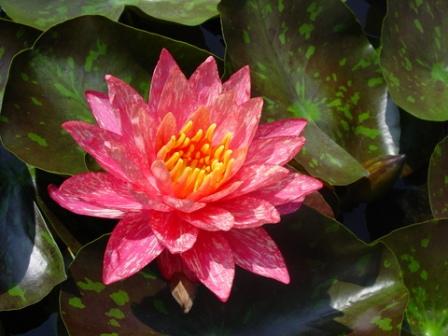 Wanvisa named Collector’s Aquatic Plant of the Year 2011