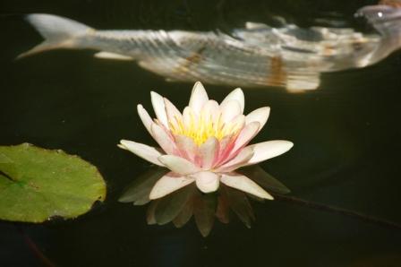 What’s Consuming Oxygen in Your Pond?