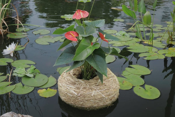 Clear-Water® Barley Straw Planters