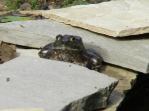 Got Frogs? Toads?