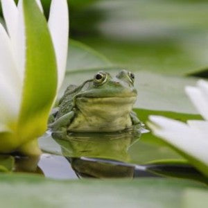 Helping Frogs Survive the Winter