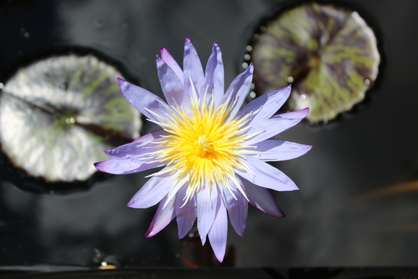 Nymphaea 'Star of Siam'