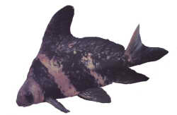 Chinese High Fin Banded Shark