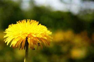 Dandelions- More than just Weeds