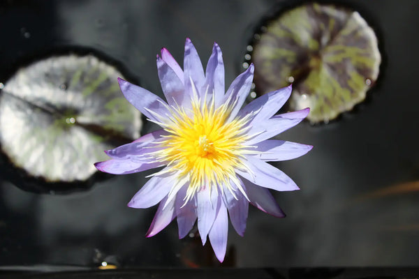 Nymphaea ’Star of Siam’