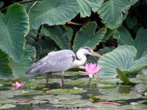 Protecting Your Water Garden From Pond Predators