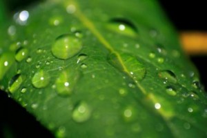 GreenScaping Part 3: Practice Smart Watering