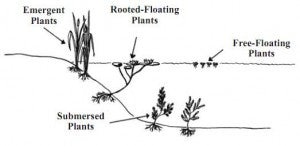 Aquatic Weeds & Their Treatments