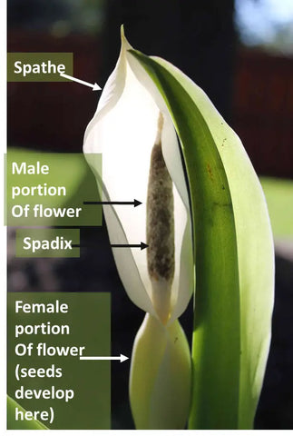 Colocasia gigantea “Thailand Giant”