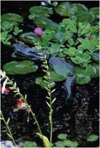 Protecting Your Water Garden From Pond Predators