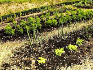 How Vegetables in the Garden are Pollinated