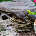 Aquascape® Double Turtle On Log Spitter
