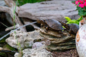 Aquascape® Double Turtle On Log Spitter