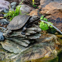 Aquascape® Turtle On Log Spitter