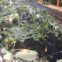 Pond and Garden Protector