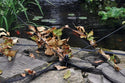Pond and Garden Protector