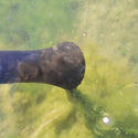 Atlantic® Oase PondoVac Classic