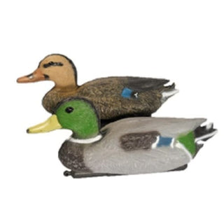 Floating Mallard Ducks