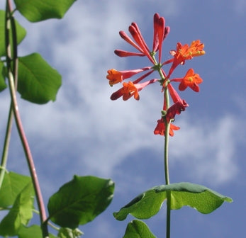 Honeysuckle Named Color of the Year