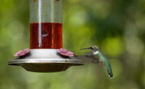 Attracting Hummingbirds