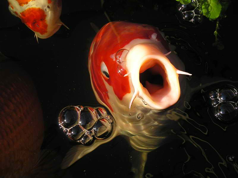 Koi Fish