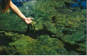 Aquatic Weeds & Their Treatments