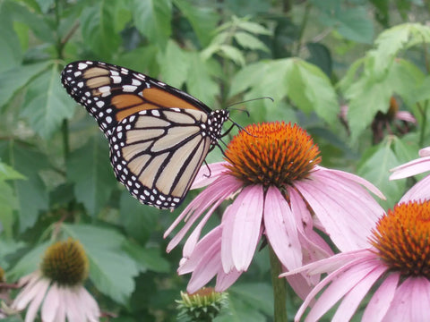 Attracting Butterflies