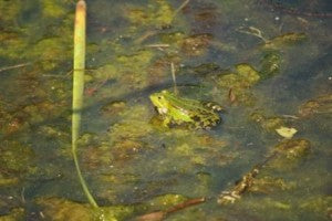 How’s Your Pond’s Water Clarity?