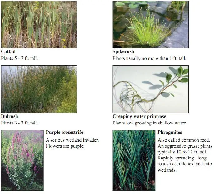 Pond Weed Identification