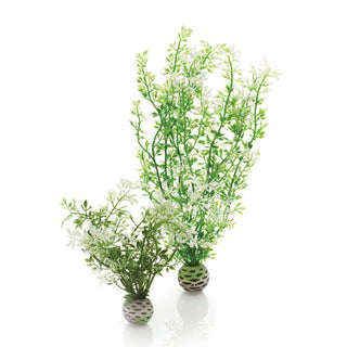 biOrb Plant Winter Flower Set of 2