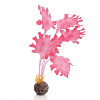 biOrb Plant Kelp Set small pink