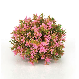 biOrb Plant Flower Ball Pink